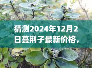 蔓荆子最新价格预测，行业分析与展望至2024年12月2日展望的未来价格动态