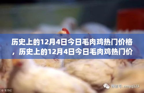 历史上的12月4日毛肉鸡热门价格深度解析与市场动态