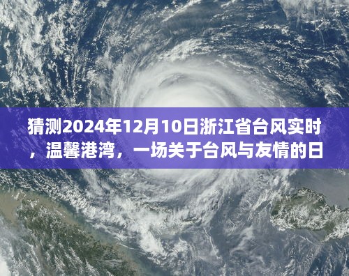 台风来临之际的浙江友情故事，温馨港湾的日常与预测未来台风动态