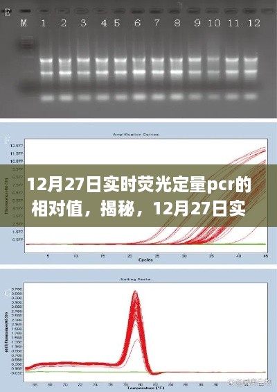 揭秘，12月27日实时荧光定量PCR相对值数据解析