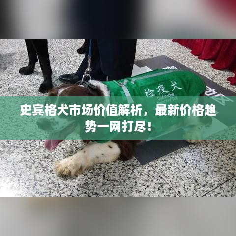 史宾格犬市场价值解析，最新价格趋势一网打尽！