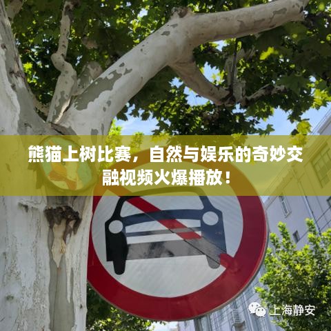 熊猫上树比赛，自然与娱乐的奇妙交融视频火爆播放！