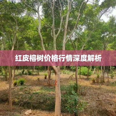 红皮榕树价格行情深度解析