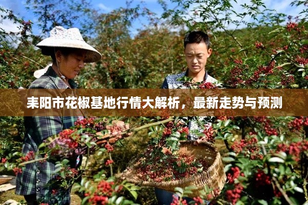 耒阳市花椒基地行情大解析，最新走势与预测