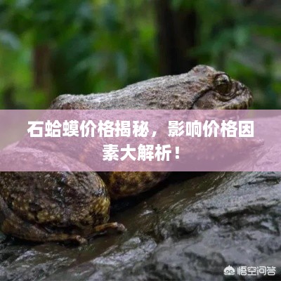 石蛤蟆价格揭秘，影响价格因素大解析！