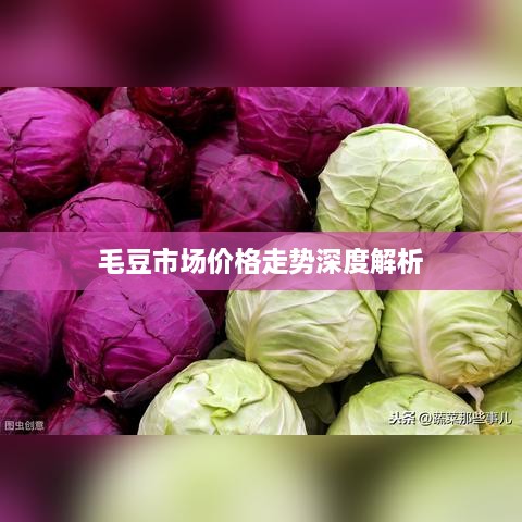 毛豆市场价格走势深度解析