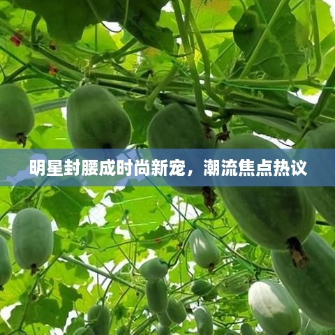 明星封腰成时尚新宠，潮流焦点热议