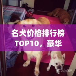 名犬价格排行榜TOP10，豪华宠物投资之选