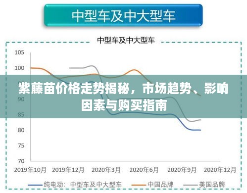 紫藤苗价格走势揭秘，市场趋势、影响因素与购买指南