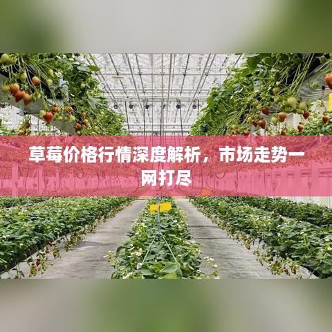 草莓价格行情深度解析，市场走势一网打尽