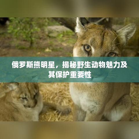 俄罗斯熊明星，揭秘野生动物魅力及其保护重要性