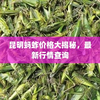 昆明蚂蚱价格大揭秘，最新行情查询