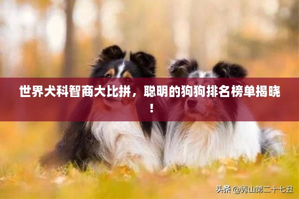 世界犬科智商大比拼，聪明的狗狗排名榜单揭晓！