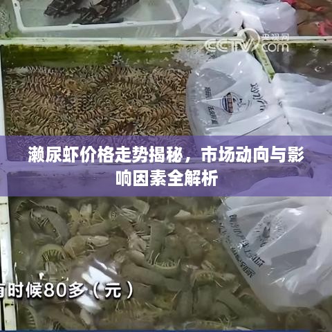 濑尿虾价格走势揭秘，市场动向与影响因素全解析