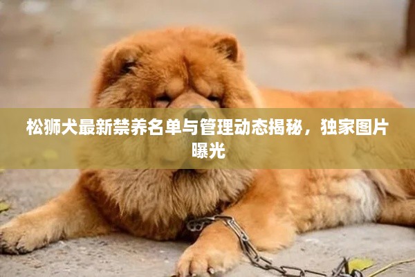 松狮犬最新禁养名单与管理动态揭秘，独家图片曝光