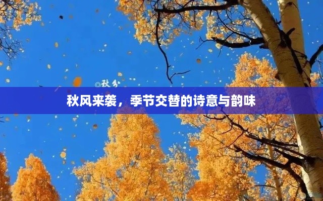 秋风来袭，季节交替的诗意与韵味