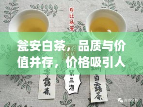 瓮安白茶，品质与价值并存，价格吸引人心