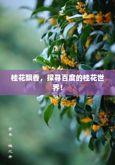 桂花飘香，探寻百度的桂花世界！