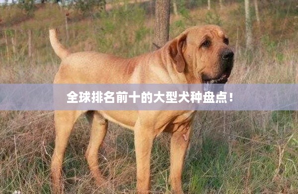 全球排名前十的大型犬种盘点！