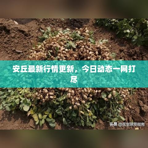 安丘最新行情更新，今日动态一网打尽