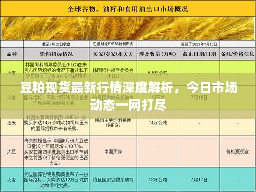 豆粕现货最新行情深度解析，今日市场动态一网打尽