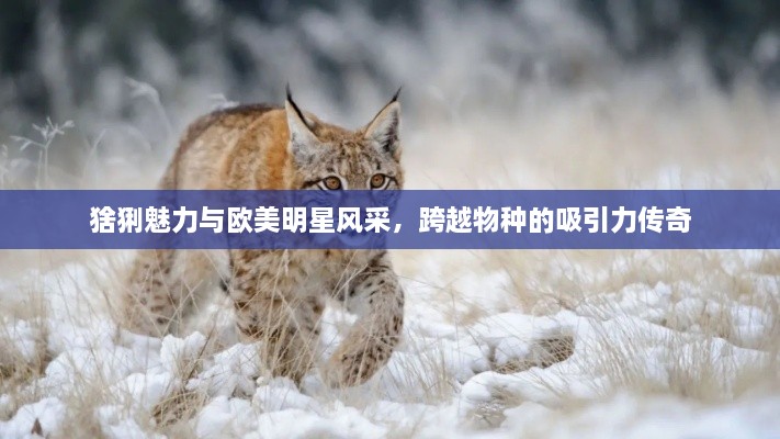猞猁魅力与欧美明星风采，跨越物种的吸引力传奇